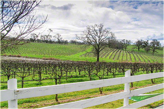 amador wine country