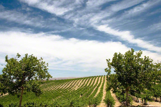 paso robles vineyards