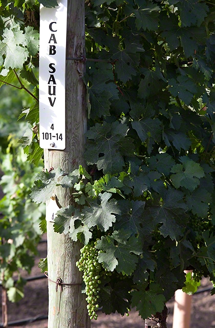 Napa Valley Cabernet Sauvignon on June 11, 2014 - Revana Vineyards