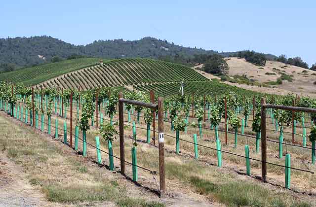 Abecela winery