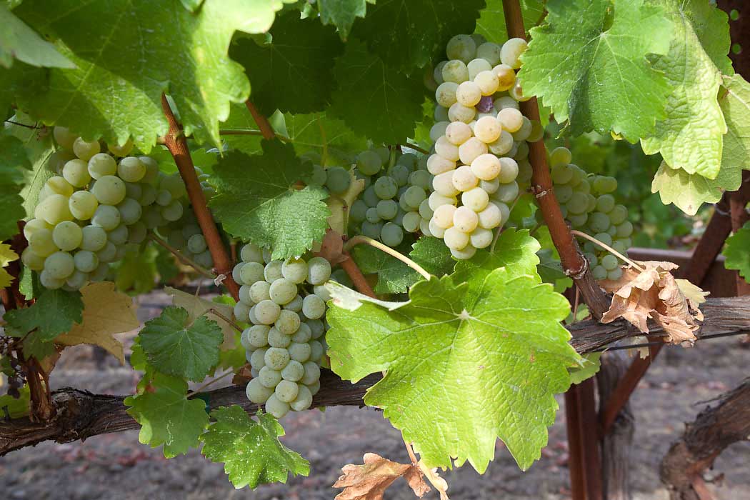 grape-clusters