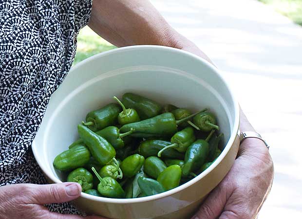Padron peppers harvested at the Charles Krug winery