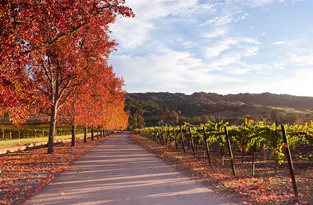 From now through November it is fall color time in wine country