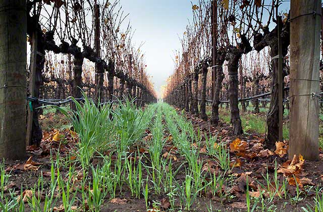 Cover crops vineyards