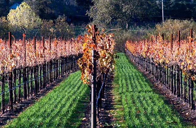 The vines in Sonoma Valley the day after Thanksgiving