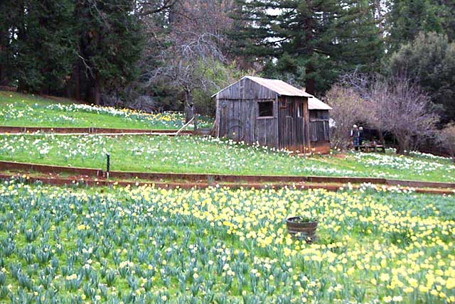 Daffodil Hill near Sutter Creek