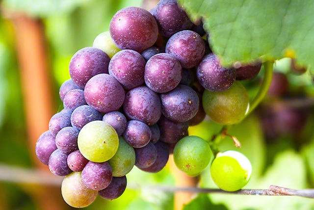 Pinot Noir grapes undergoing veraison